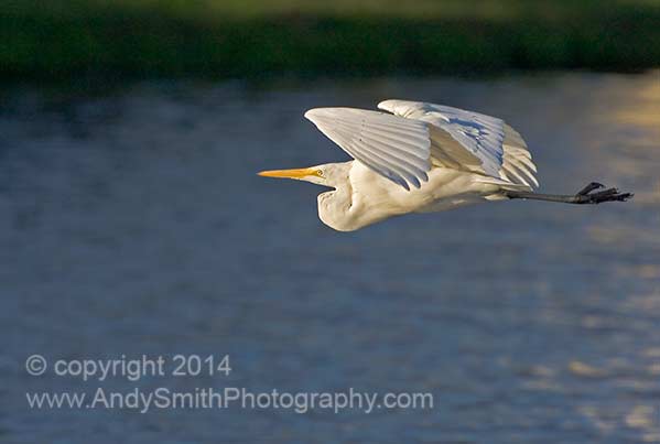 Great Egret in Flight at Sunrise
